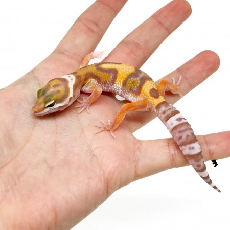 Eublepharis macularius "Lavender Albinos" - Gecko léopard