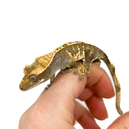 Correlophus ciliatus "Partial Pinstripe" JEUNE - Gecko à crête