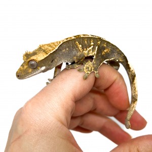 Correlophus ciliatus...