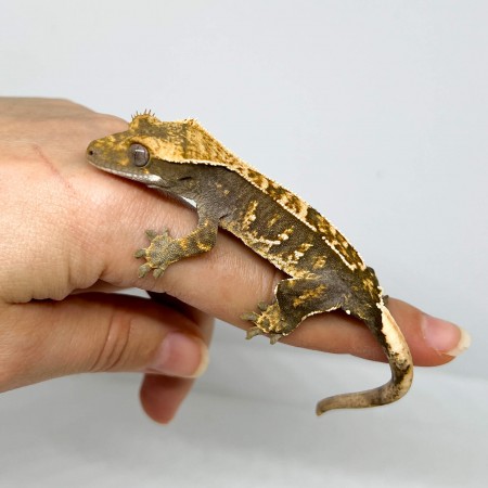 Correlophus ciliatus "Partial Pinstripe" JEUNE - Gecko à crête