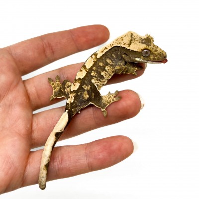 Correlophus ciliatus "Extrem Harlequin" - Gecko à crête