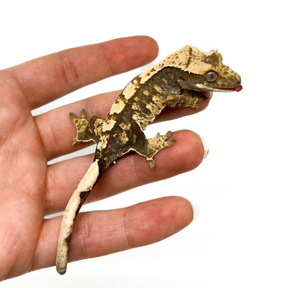 Correlophus ciliatus "Extrem Harlequin" - Gecko à crête