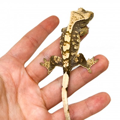 Correlophus ciliatus "Extrem Harlequin" - Gecko à crête