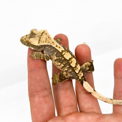 Correlophus ciliatus "Extrem Harlequin" - Gecko à crête