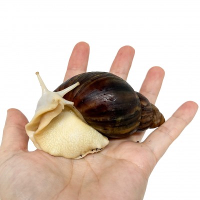 Archachatina rhodostoma "Albinos" - Escargot géant