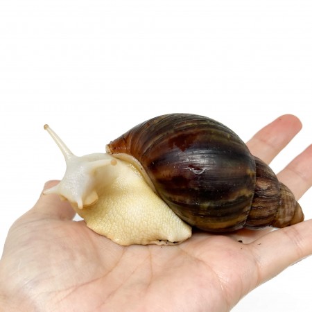 Archachatina rhodostoma "Albinos" - Escargot géant