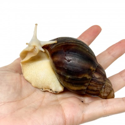 Archachatina rhodostoma "Albinos" - Escargot géant
