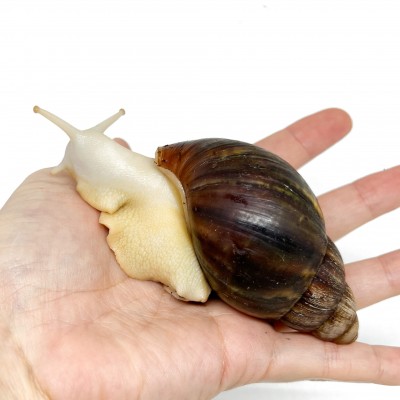 Archachatina rhodostoma "Albinos" - Escargot géant