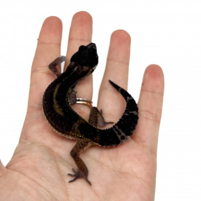 Eublepharis macularius "Black Night pure" - Gecko léopard