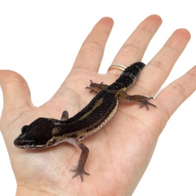 Eublepharis macularius "Black Night pure" - Gecko léopard