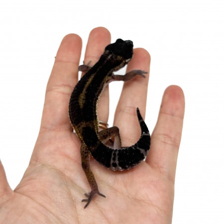 Eublepharis macularius "Black Night pure" - Gecko léopard
