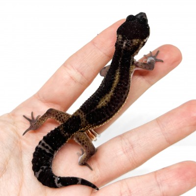 Eublepharis macularius "Black Night pure" - Gecko léopard