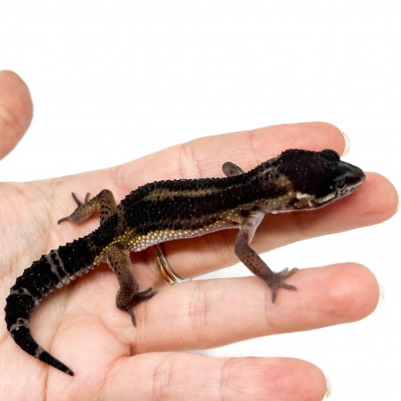 Eublepharis macularius "Black Night pure" - Gecko léopard