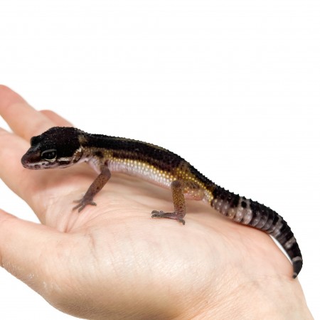 Eublepharis macularius "Black Night pure" - Gecko léopard