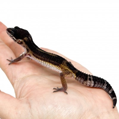 Eublepharis macularius "Black Night pure" - Gecko léopard