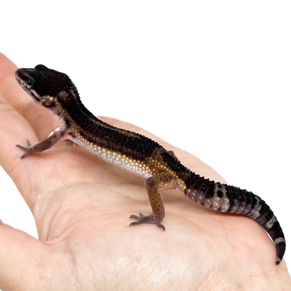 Eublepharis macularius "Black Night pure" - Gecko léopard