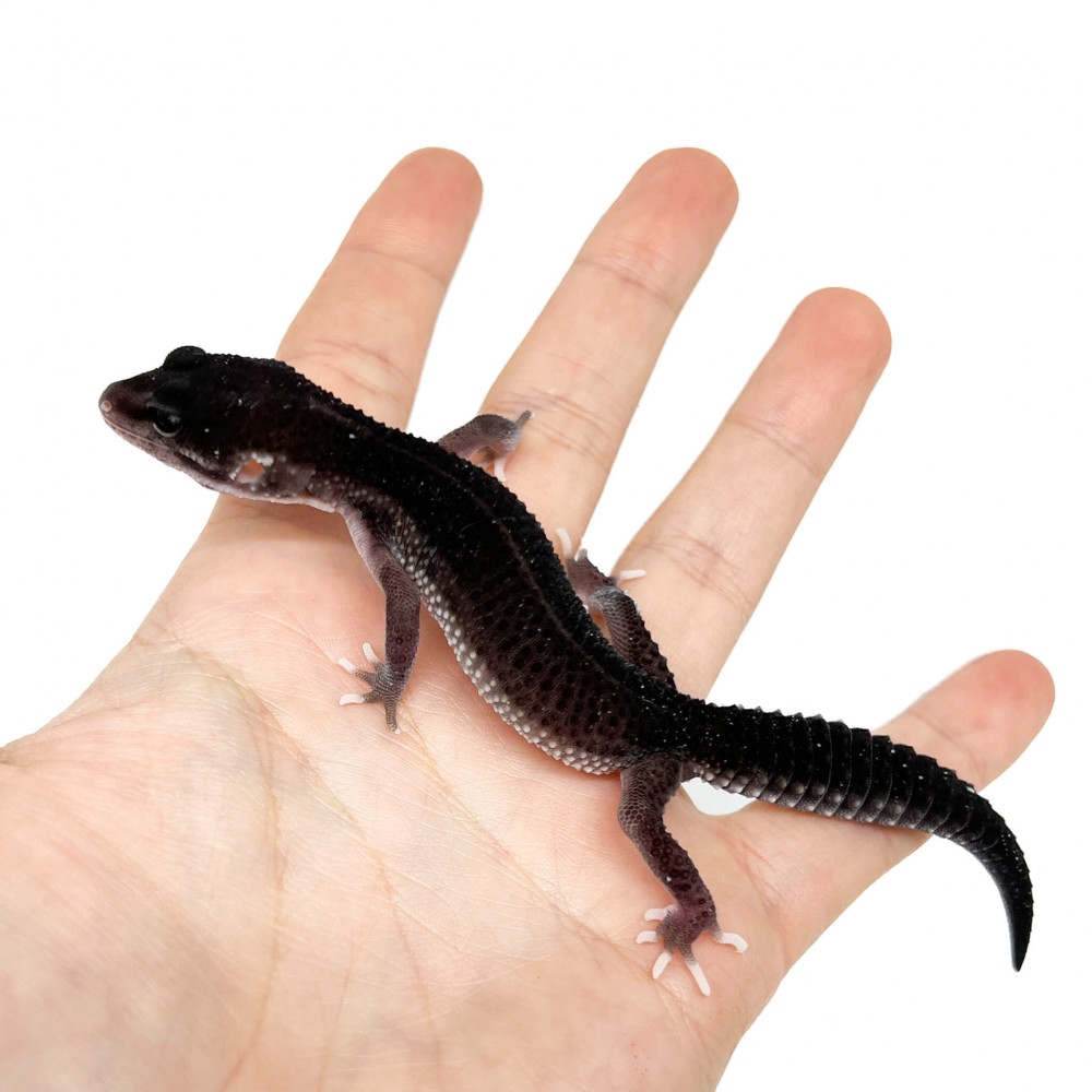 Eublepharis macularius "Black Night Mack Snow Eclipse" - Gecko léopard