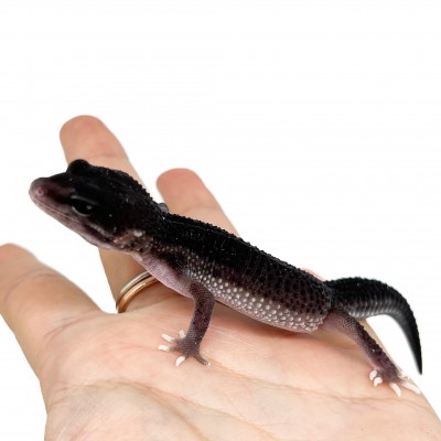 Eublepharis macularius "Black Night Mack Snow Eclipse" - Gecko léopard