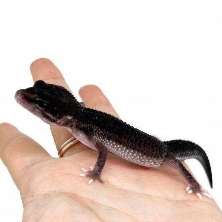 Eublepharis macularius "Black Night Mack Snow Eclipse" - Gecko léopard