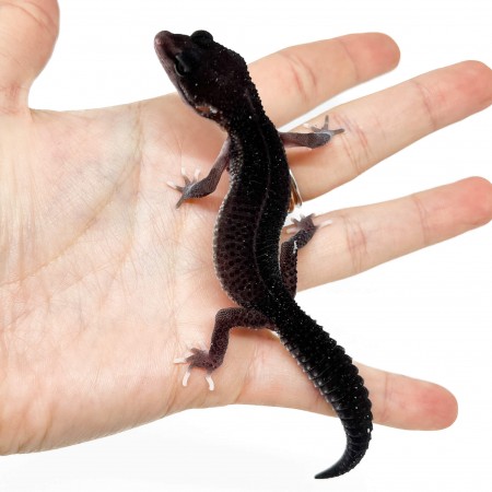 Eublepharis macularius "Black Night Mack Snow Eclipse" - Gecko léopard