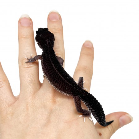 Eublepharis macularius "Black Night Mack Snow Eclipse" - Gecko léopard
