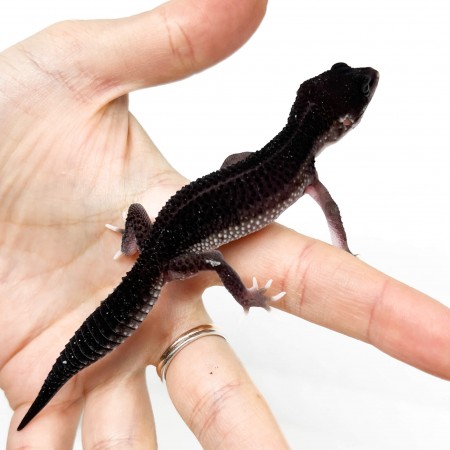 Eublepharis macularius "Black Night Mack Snow Eclipse" - Gecko léopard