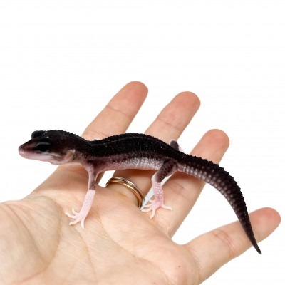 Eublepharis macularius "Black Night Super Mack Snow Eclipse" - Gecko léopard