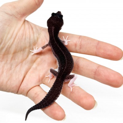 Eublepharis macularius "Black Night Super Mack Snow Eclipse" - Gecko léopard