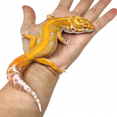 Eublepharis macularius "Lavender Stripe Albinos" - Gecko léopard