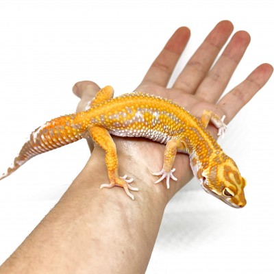 Eublepharis macularius "Lavender Stripe Albinos" - Gecko léopard