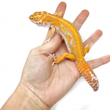 Eublepharis macularius "Lavender Stripe Albinos" - Gecko léopard