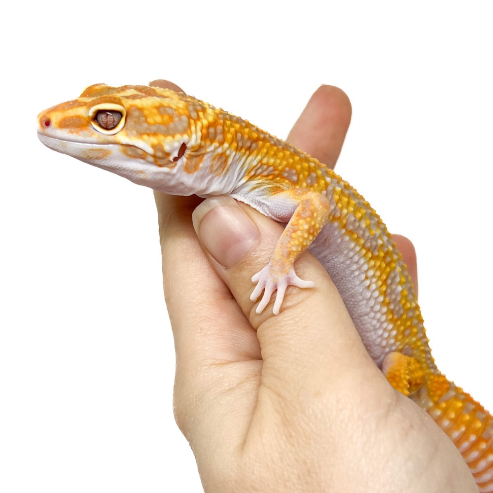 Eublepharis macularius "Lavender Stripe Albinos" - Gecko léopard