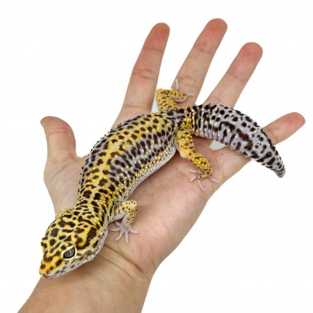 Eublepharis macularius "Stripe" - Gecko léopard