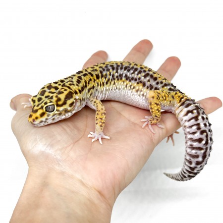 Eublepharis macularius "Stripe" - Gecko léopard