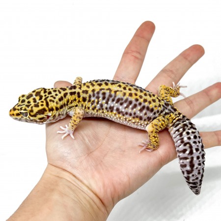 Eublepharis macularius "Stripe" - Gecko léopard