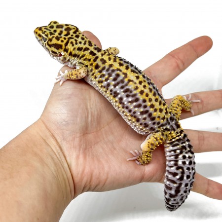 Eublepharis macularius "Stripe" - Gecko léopard