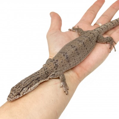 Varanus gilleni - Varan nain de Gillen