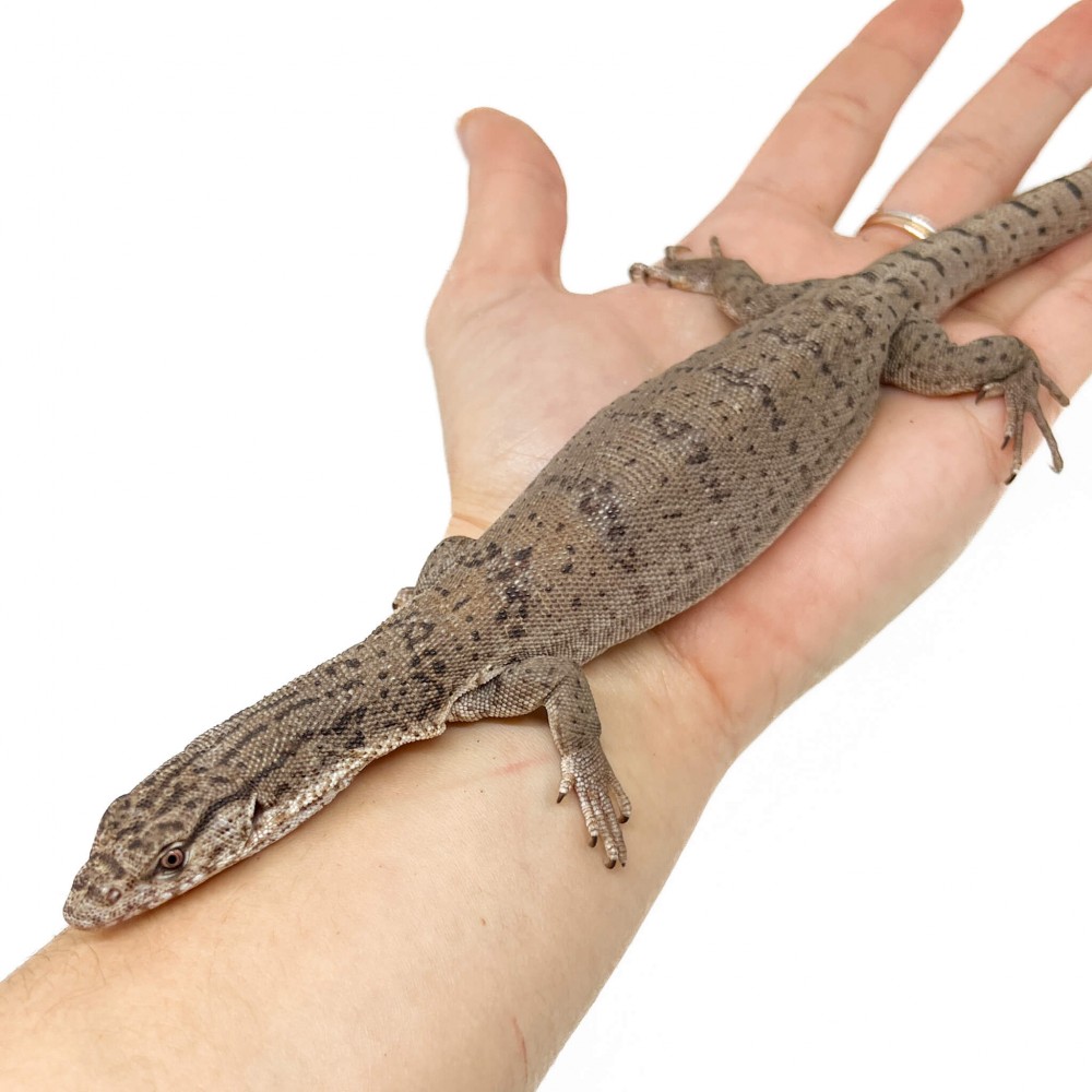 Varanus gilleni - Varan nain de Gillen