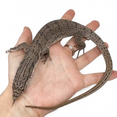 Varanus gilleni - Varan nain de Gillen