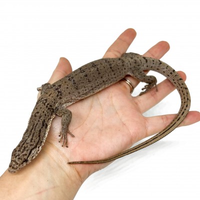 Varanus gilleni - Varan nain de Gillen