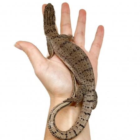 Varanus gilleni - Varan nain de Gillen