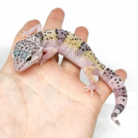 Eublepharis macularius fasciolatus - Gecko léopard