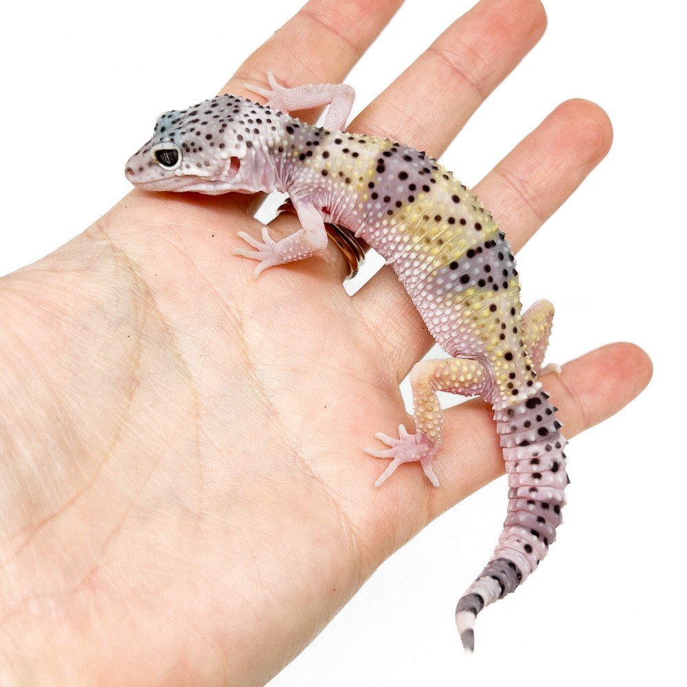 Eublepharis macularius fasciolatus - Gecko léopard
