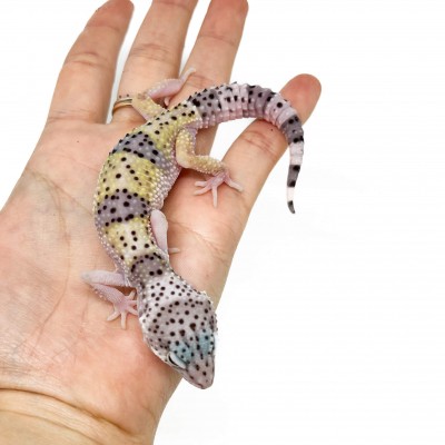 Eublepharis macularius fasciolatus - Gecko léopard