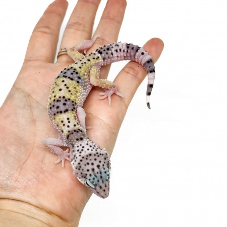 Eublepharis macularius fasciolatus - Gecko léopard