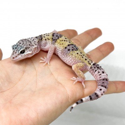 Eublepharis macularius fasciolatus - Gecko léopard