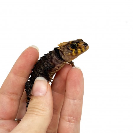 Tribolonotus gracilis (Juvénile) NC - Scinque crocodile