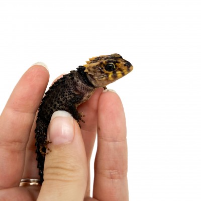 Tribolonotus gracilis (Juvénile) NC - Scinque crocodile