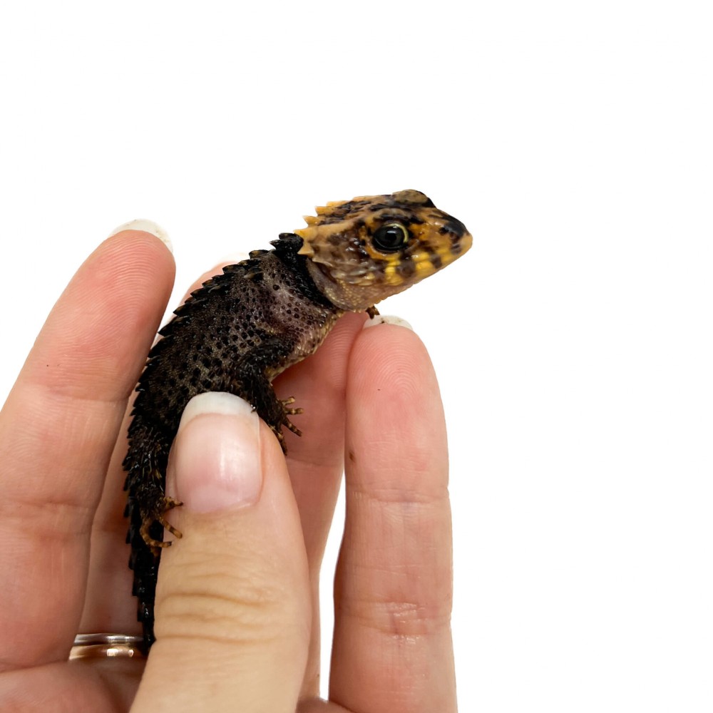 Tribolonotus gracilis (Juvénile) NC - Scinque crocodile
