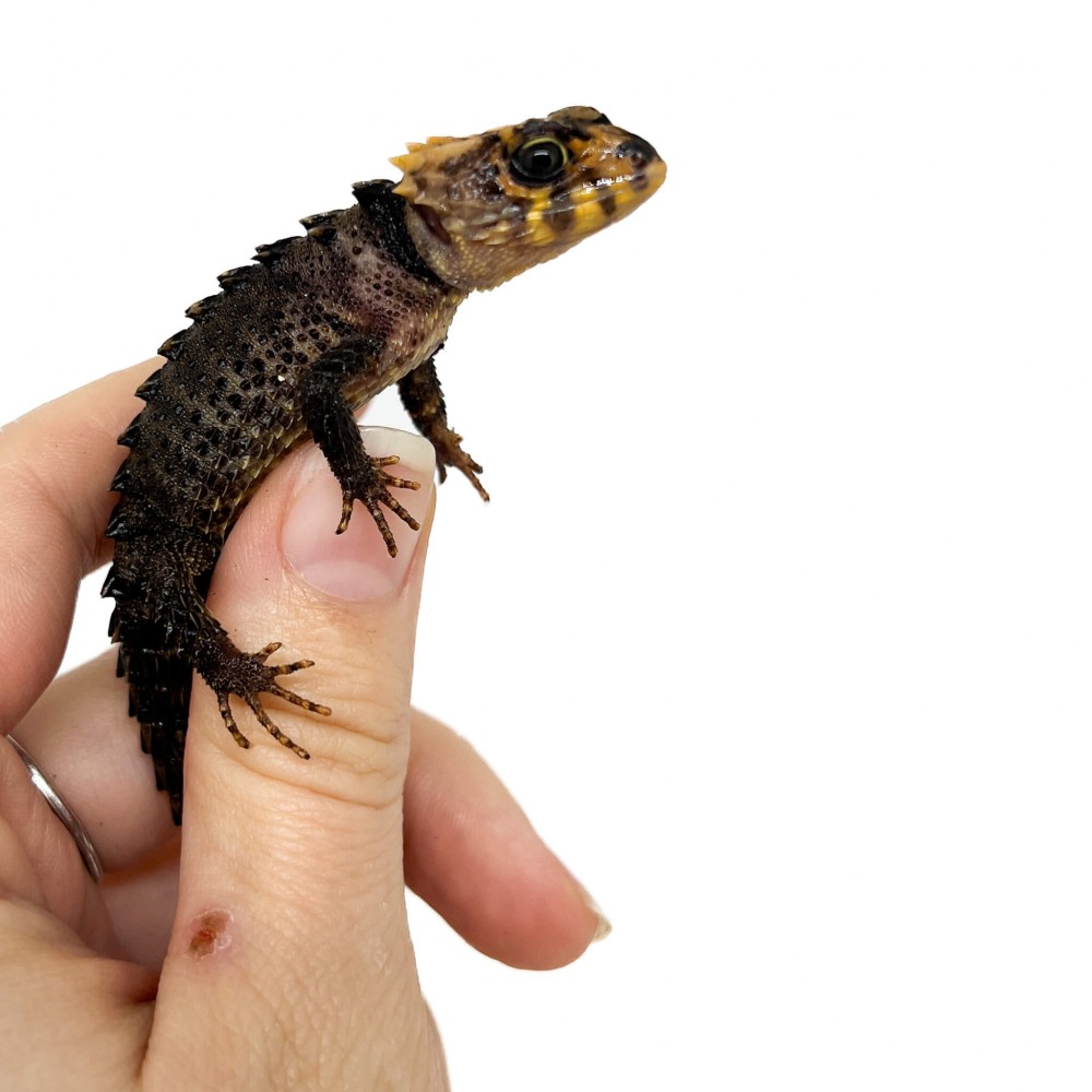 Tribolonotus gracilis (Juvénile) NC - Scinque crocodile